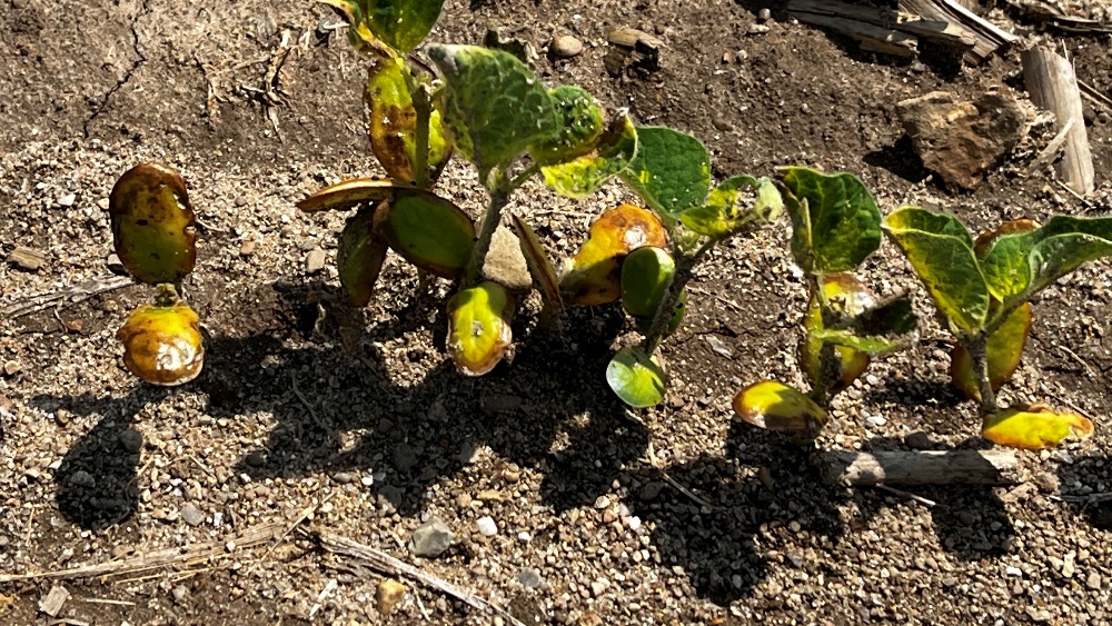 3-problems in soybeans.jpg